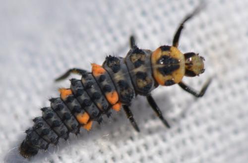 Réf. 325 826 : Coccinella septempunctata